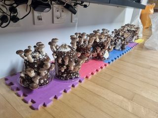 서광호님의 버섯 · 일상 작성글 사진