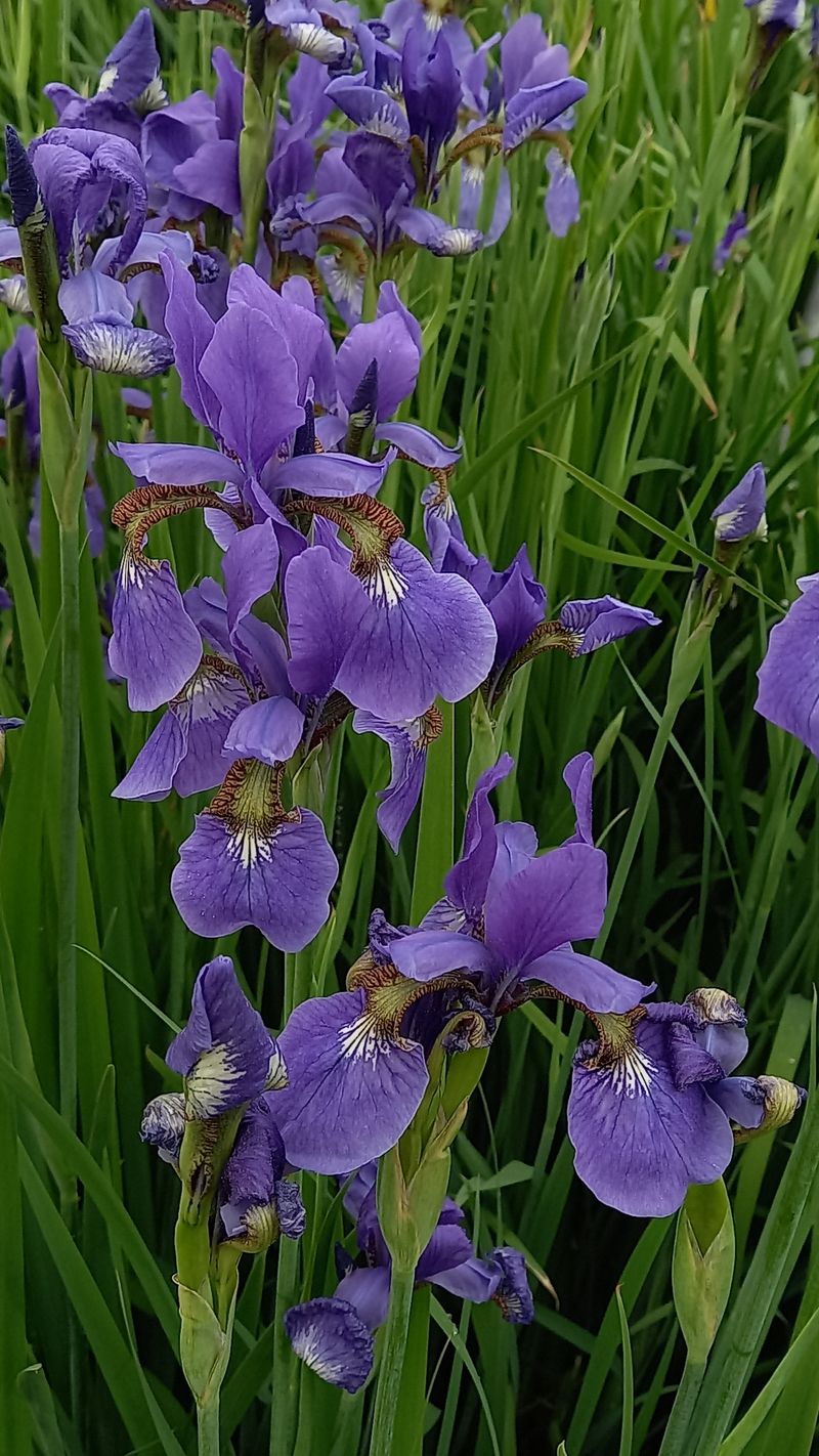 박신영님의 장터 판매 상품 [붓꽃(보라.노랑.흰색).하늘매발톱. 수선화.나리꽃] 첨부 사진