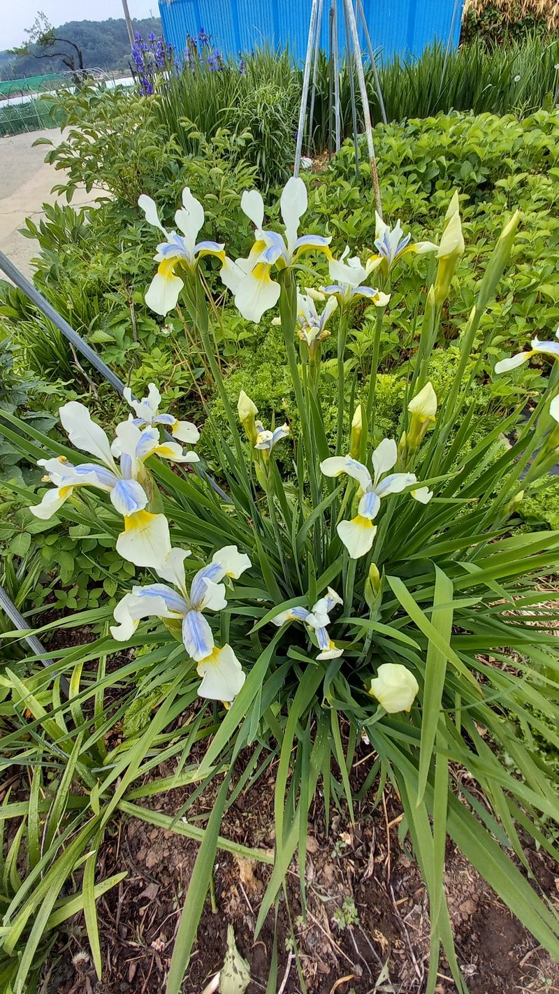 박신영님의 장터 판매 상품 [붓꽃(보라.노랑.흰색).하늘매발톱. 수선화.나리꽃] 첨부 사진