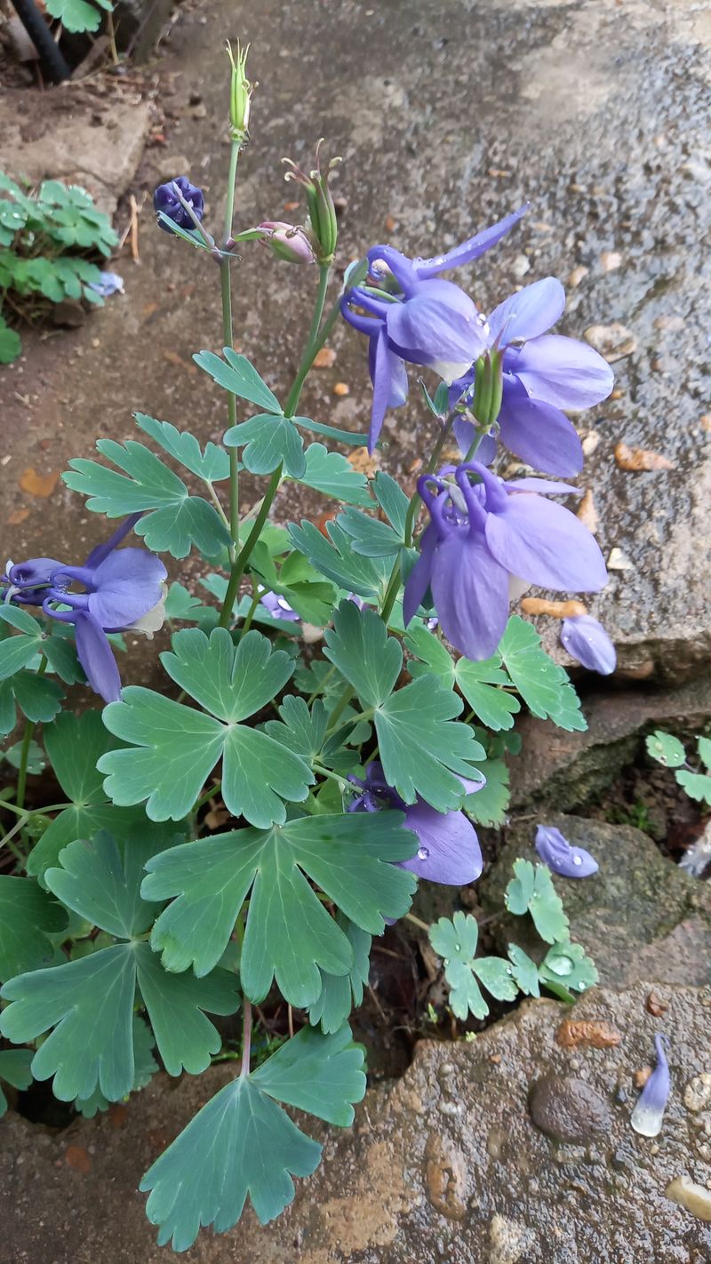 박신영님의 장터 판매 상품 [붓꽃(보라.노랑.흰색).하늘매발톱. 수선화.나리꽃] 첨부 사진