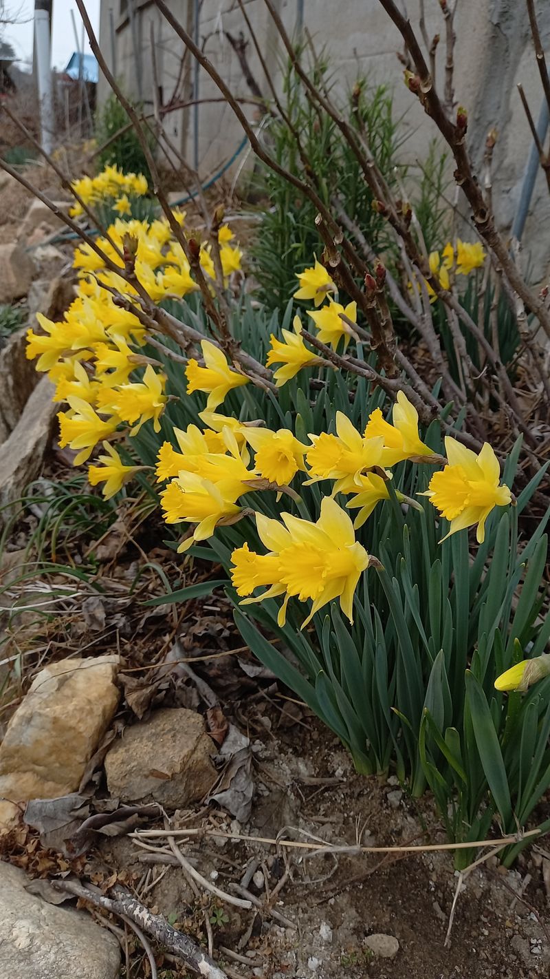 박신영님의 장터 판매 상품 [붓꽃(보라.노랑.흰색).하늘매발톱. 수선화.나리꽃] 첨부 사진