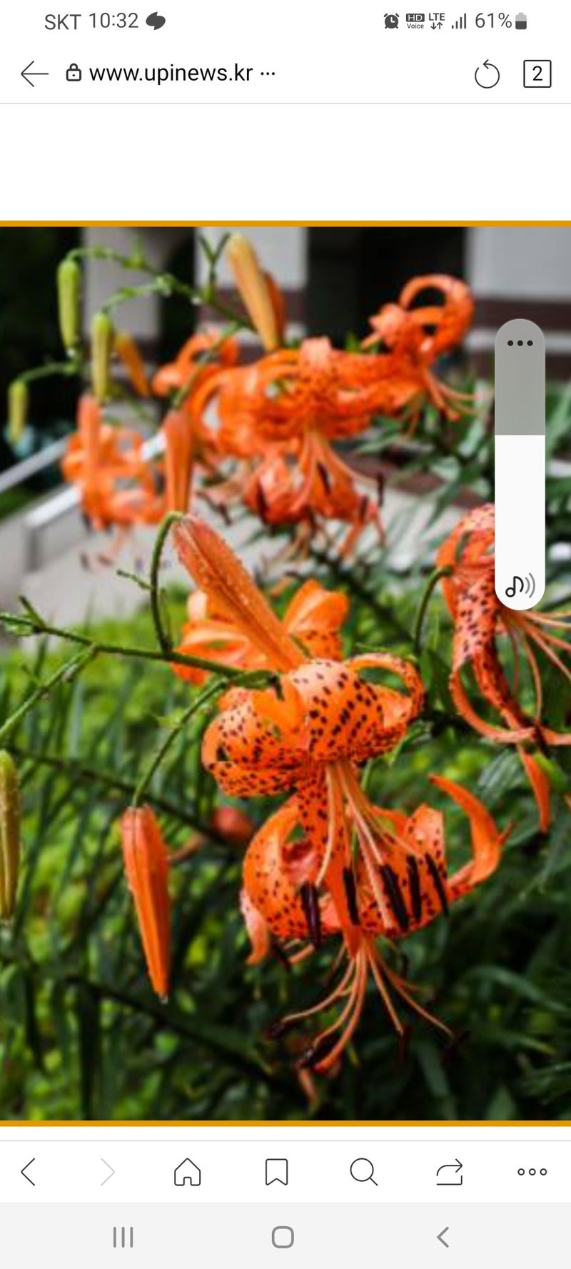 박신영님의 장터 판매 상품 [붓꽃(보라.노랑.흰색).하늘매발톱. 수선화.나리꽃] 첨부 사진