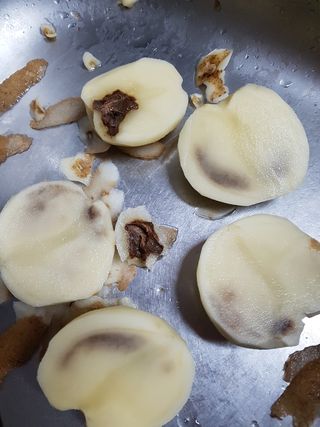 텃밭농부올빼미님의 감자 · 자유게시판 작성글 사진