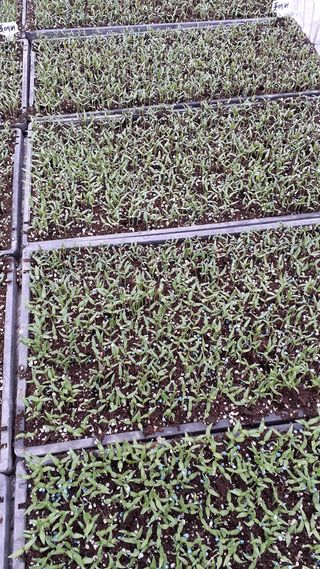 송광만님의 고추 · 품종•종자 작성글 사진