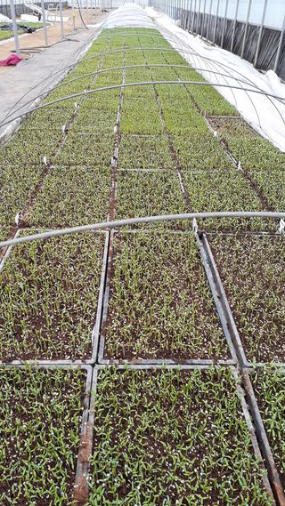 송광만님의 고추 · 품종•종자 작성글 사진