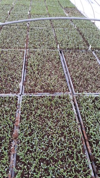 송광만님의 고추 · 품종•종자 작성글 사진