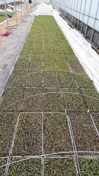 송광만님의 고추 · 품종•종자 작성글 사진