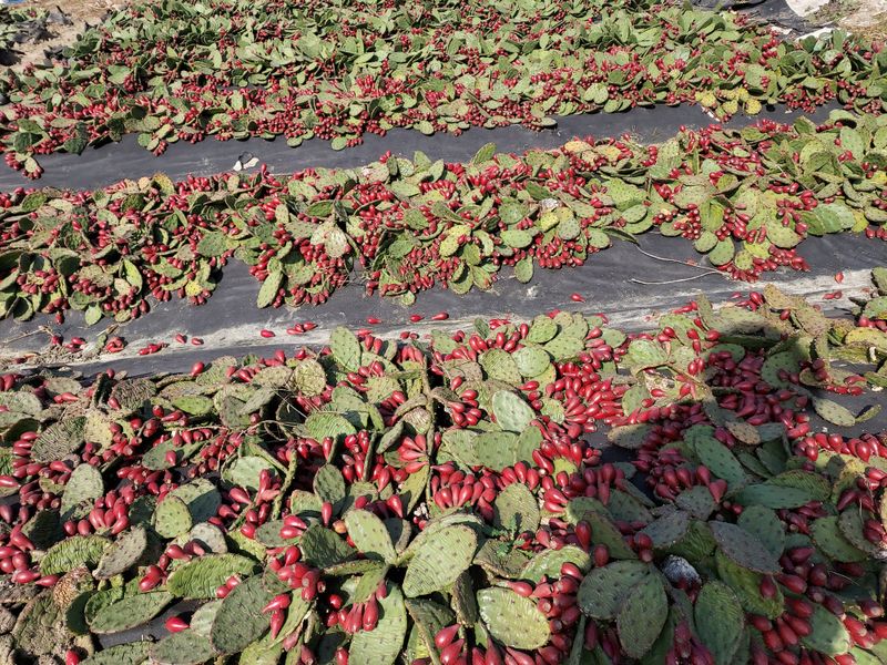 장터 상품 [천년초 엑기스 120g 50포  1 BOX] 썸네일