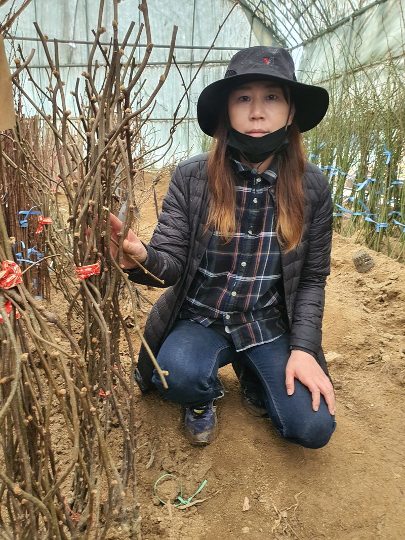 이경철님의 장터 판매 상품 [유실수, 조경수 묘목생산 전문농원서 분양중입니다.] 첨부 사진