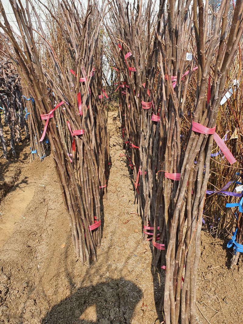 이경철님의 장터 판매 상품 [유실수, 조경수 묘목생산 전문농원서 분양중입니다.] 첨부 사진