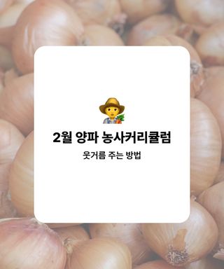 양파 농사도우미님의 양파 · 농사길잡이 작성글 사진