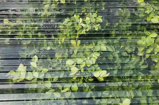 다이쏘(권자영)님의 장터 판매 상품 [[팜특가]투명한 PC판넬 폭90cm x 길이2미터 장당가격] 첨부 사진