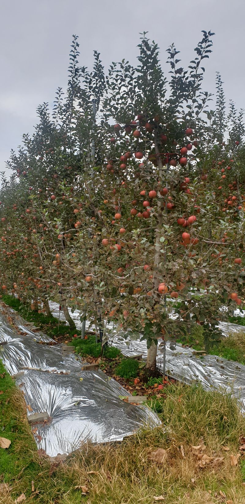 백두농원님의 장터 판매 상품 [봉화사과 10키로 미얀마부사 팝니다 ] 첨부 사진