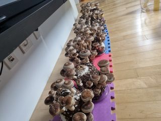 서광호님의 버섯 · 일상 작성글 사진