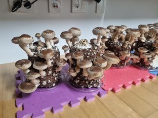 서광호님의 버섯 · 일상 작성글 사진