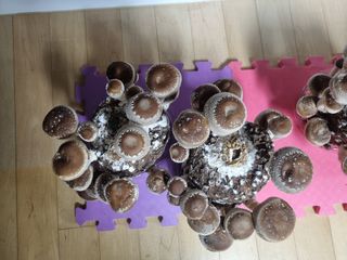 서광호님의 버섯 · 일상 작성글 사진