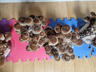 서광호님의 버섯 · 일상 작성글 사진