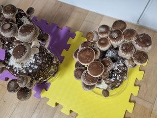 서광호님의 버섯 · 일상 작성글 사진