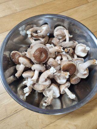 서광호님의 버섯 · 일상 작성글 사진