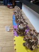 팜모닝 버섯·일상 게시글 이미지