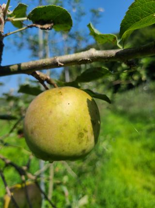 장광열님의 사과 · 병해충상담 작성글 사진
