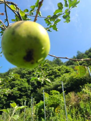 장광열님의 사과 · 병해충상담 작성글 사진