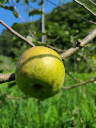 장광열님의 사과 · 병해충상담 작성글 사진