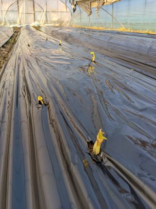 김형진님의 감자 · 자유게시판 작성글 사진