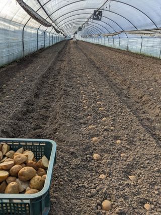 김형진님의 감자 · 자유게시판 작성글 사진