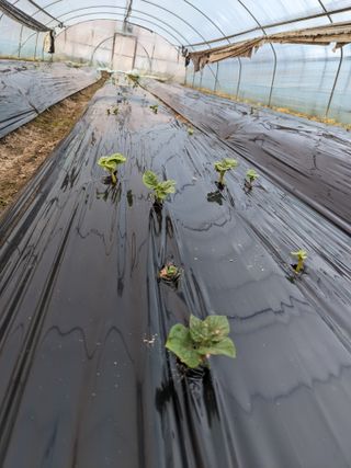 김형진님의 감자 · 자유게시판 작성글 사진