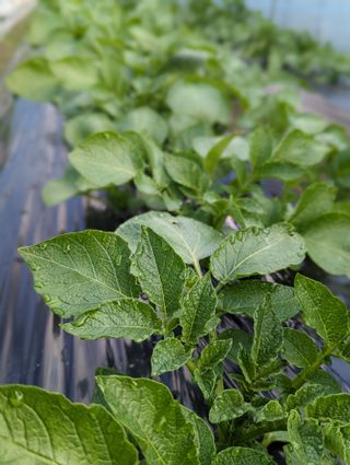 김형진님의 감자 · 자유게시판 작성글 사진