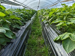 김형진님의 감자 · 자유게시판 작성글 사진