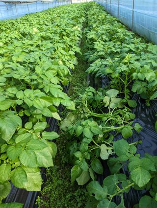 김형진님의 감자 · 자유게시판 작성글 사진