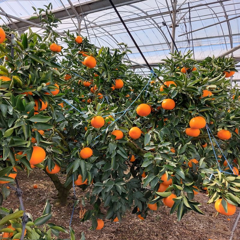 장터 상품 [천혜향5kg] 썸네일