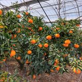 팜모닝 · 게시글 이미지