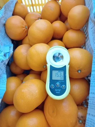 성민감귤농원님의 작성글 사진