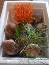 팜모닝 버섯·일상 게시글 이미지