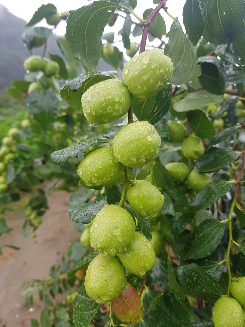 홍상옥님의 장터 판매 상품 [사과대추 건대추 1kg단위] 첨부 사진