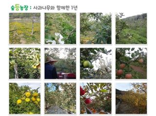 숲등농장 달밭사과님의 작성글 사진