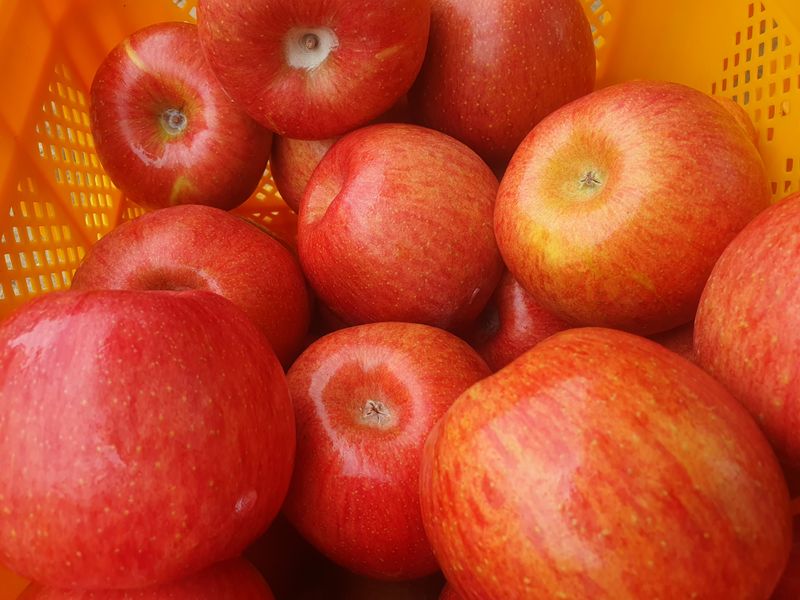 숲등농장 달밭사과님의 장터 판매 상품 [ 🍎[판매마감 감사합니다] 안동꿀 사과 5kg / 10kg  [전국택배 가능]] 첨부 사진