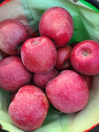 황금알얼음골농원님의 작성글 사진