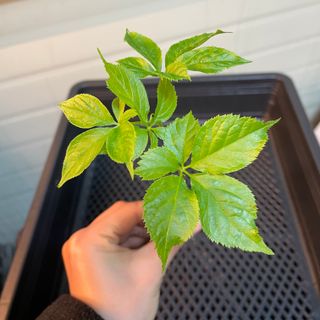 알 수 없음님의 기타작물 · 자유게시판 작성글 사진