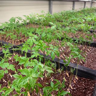 알 수 없음님의 기타작물 · 자유게시판 작성글 사진