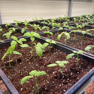 알 수 없음님의 기타작물 · 자유게시판 작성글 사진