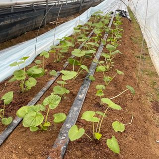 알 수 없음님의 기타작물 · 자유게시판 작성글 사진