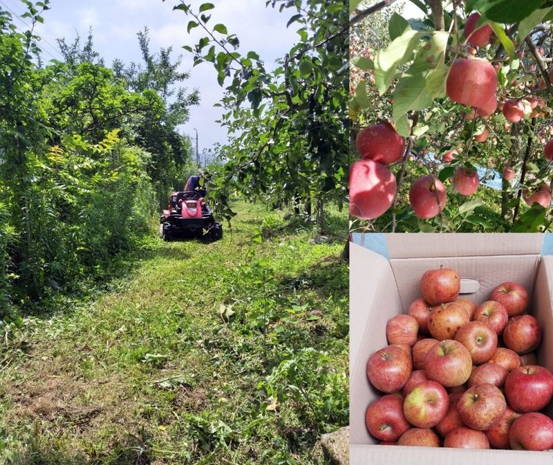 장터 상품 [새콤달콤 청송꿀탱이 사과🍎] 썸네일