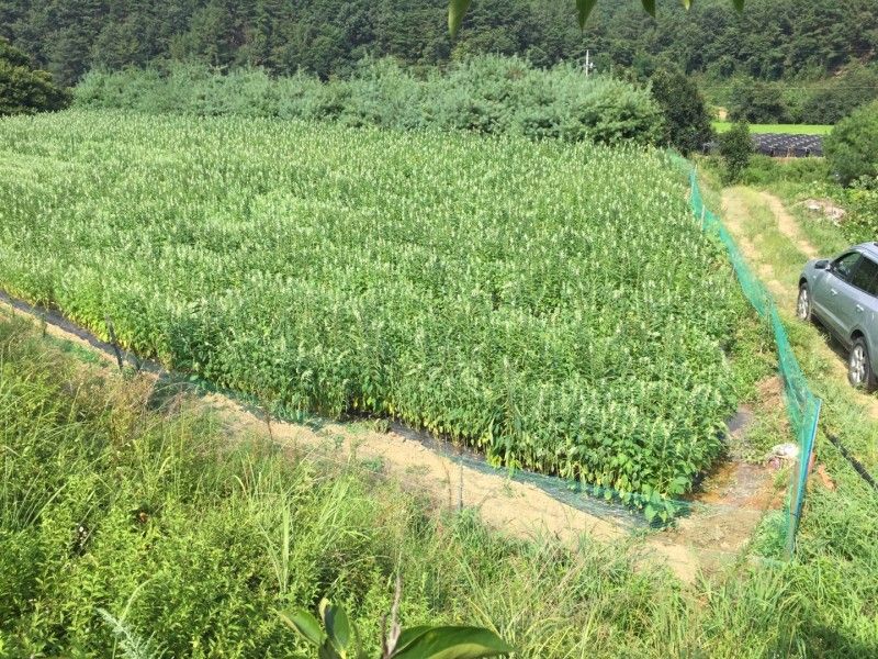 장터 상품 [참개 5kg] 썸네일