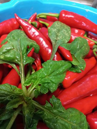 얼떨공님의 시금치 · 병해충상담 작성글 사진