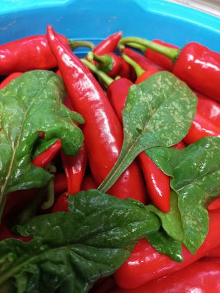 얼떨공님의 시금치 · 병해충상담 작성글 사진