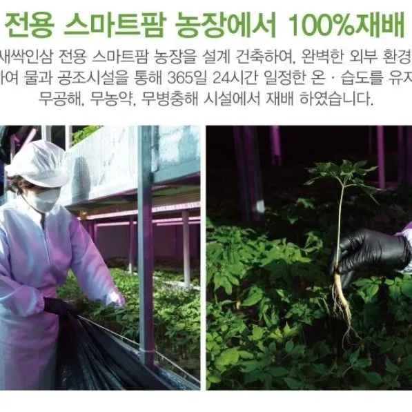 바이오진담 ㅡ새싹삼님의 장터 판매 상품 [새싹인삼 중간사이즈] 첨부 사진